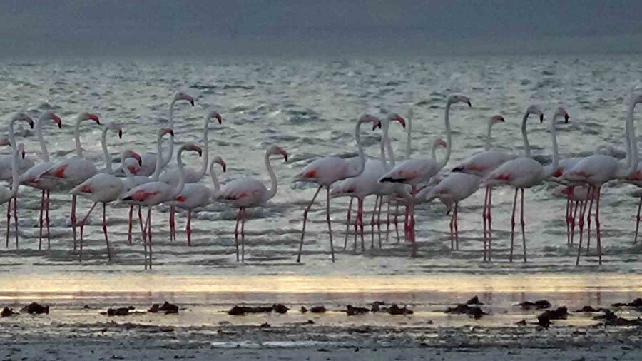Erçek Gölü'nde flamingolar