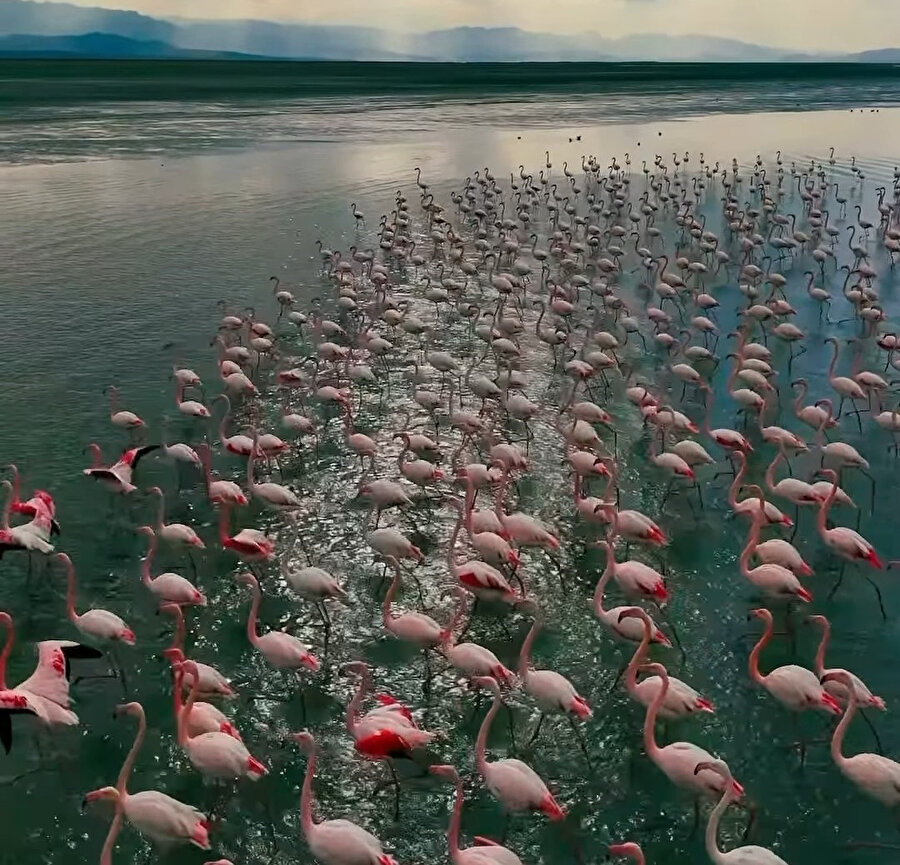 Havzada görsel şölen