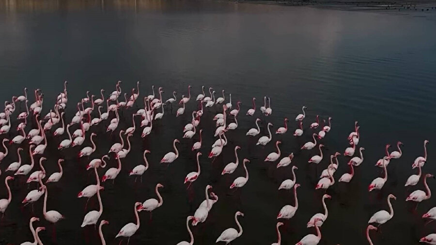 Flamingoların görsel şöleni