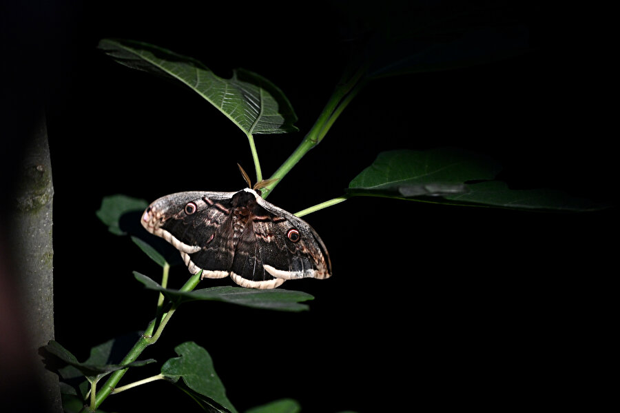 15 santimetre kanatlı tavus kelebeği