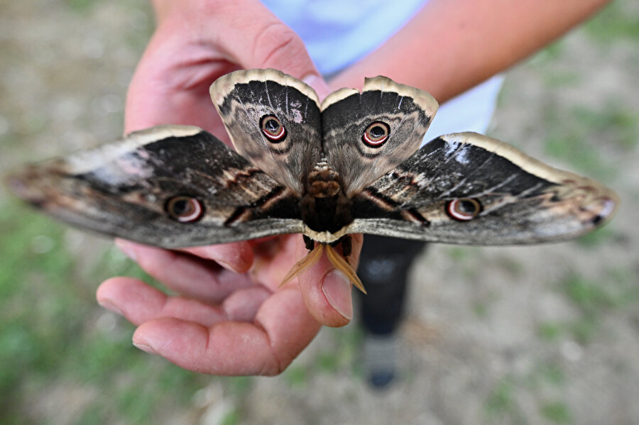 Tavus kelebeğinin güzelliği
