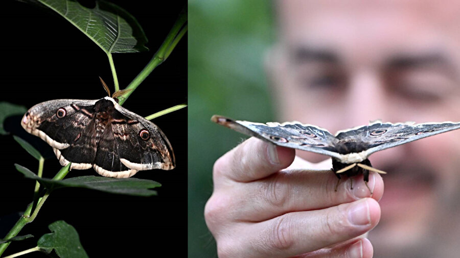 Düzce'de bulunan 15 cm kanatlı kelebek