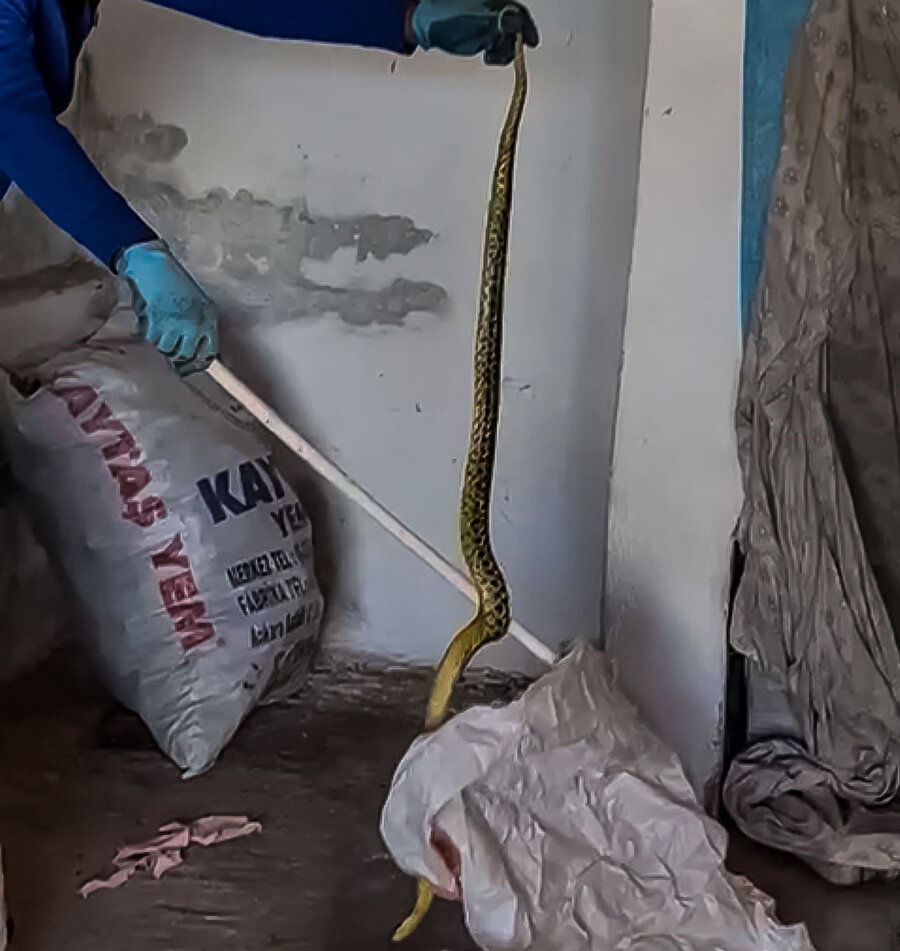 2 metrelik dev yılan