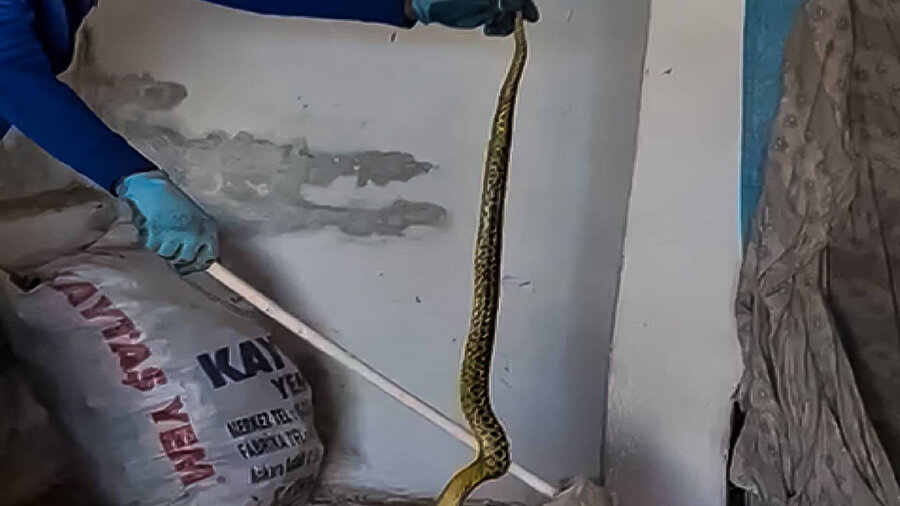 2 metrelik dev yılan