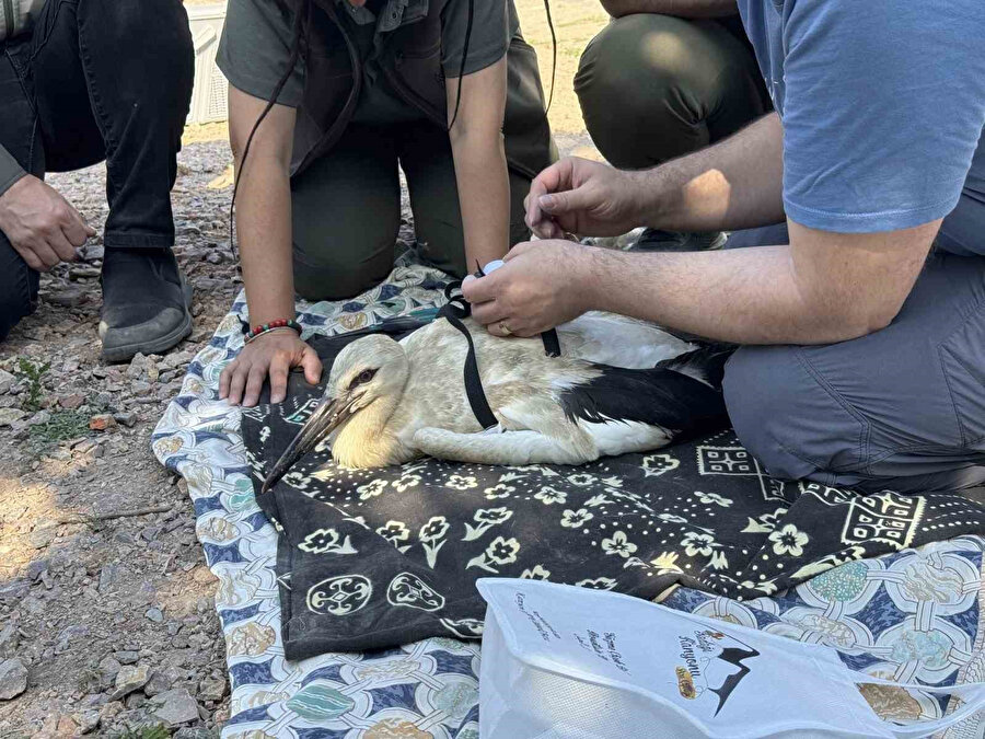 Yaren leylek ve yavruları artık izlenecek