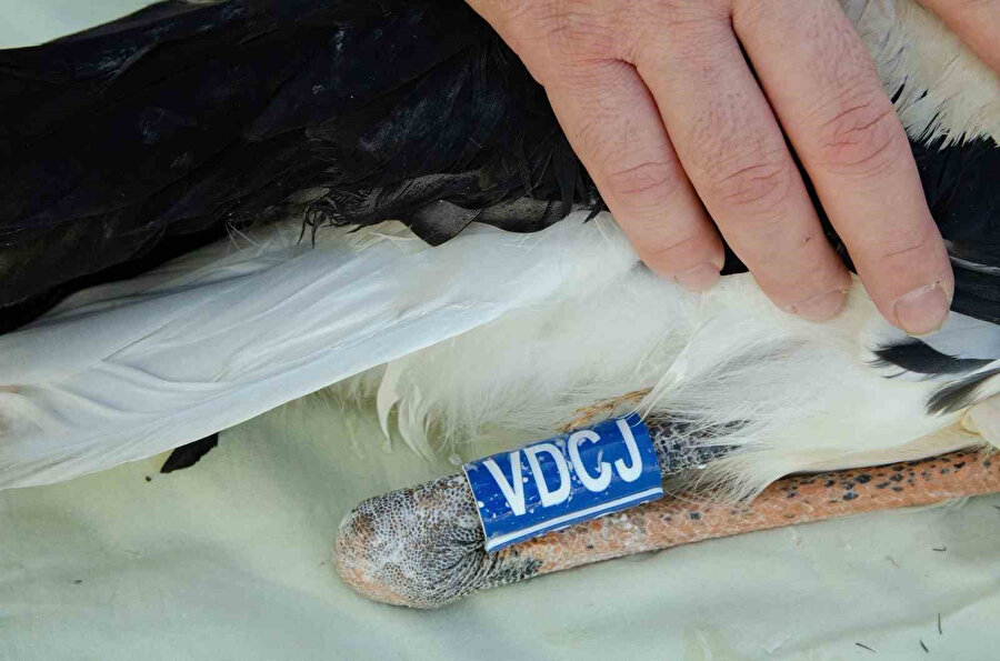 Leylek yavrularına takılan takip cihazları