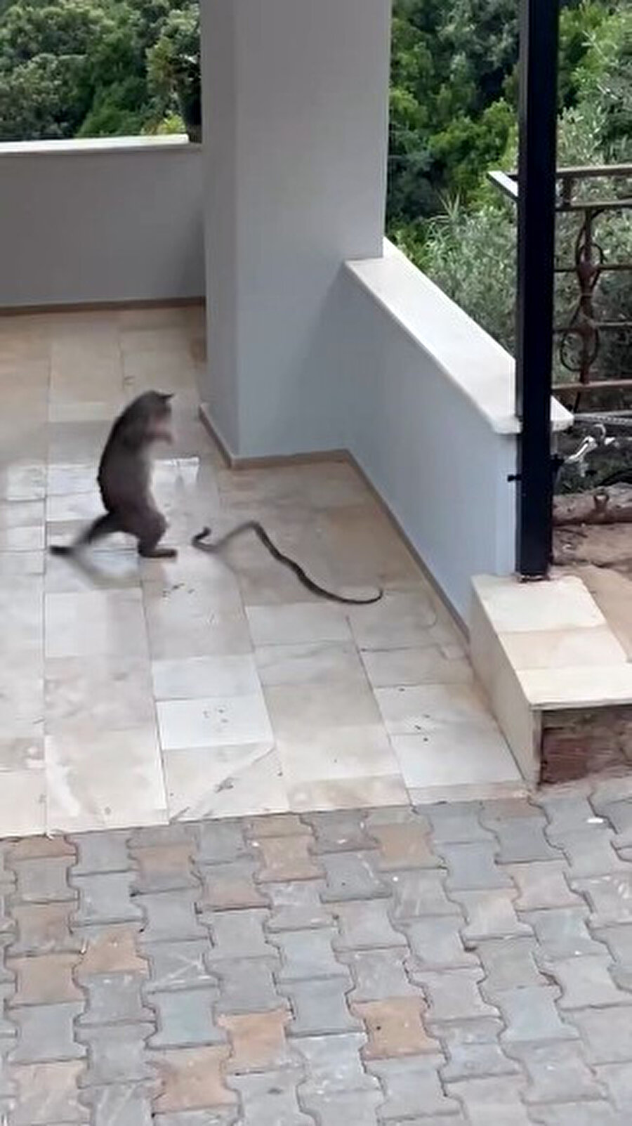 Alanya'da yılan kovalayan kedi
