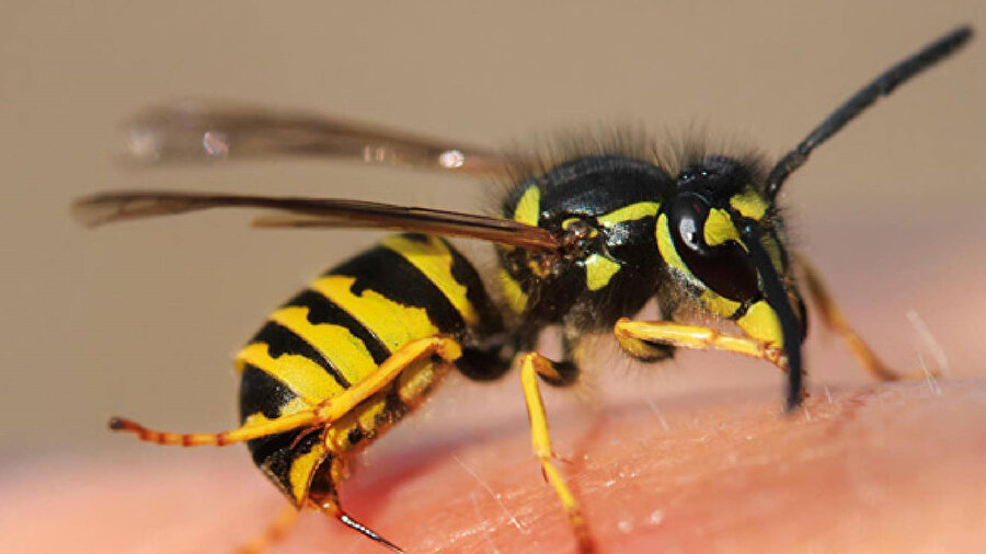 Arı sokması öldürdü