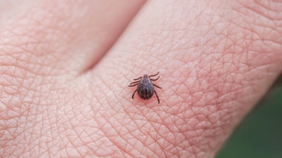 Kene ısırınca ne yapılmalı? Her kene zehirli midir? Kene vakaları artıyor: Kene en çok hangi şehirlerde görülüyor? Uzmanı anlattı