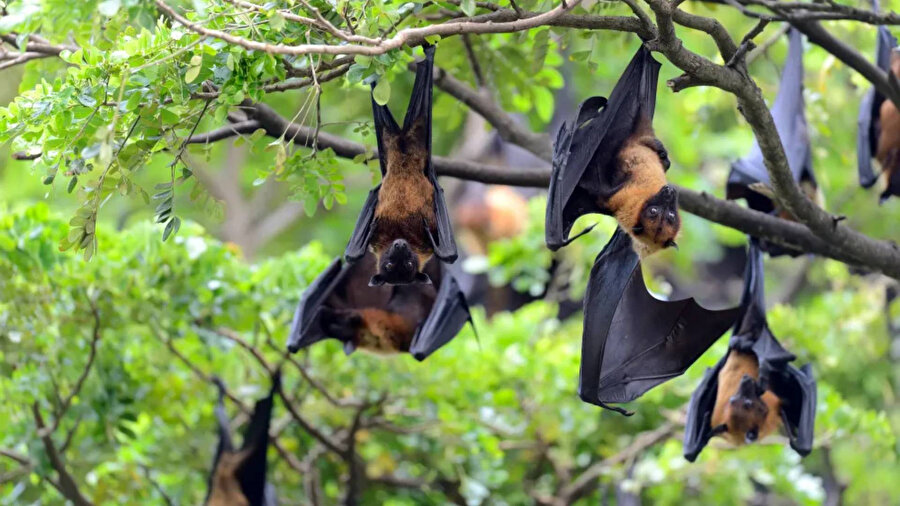 Çin’de yarasalarda iki yeni ölümcül virüs tespit edildi: Yeni bir pandeminin habercisi mi?