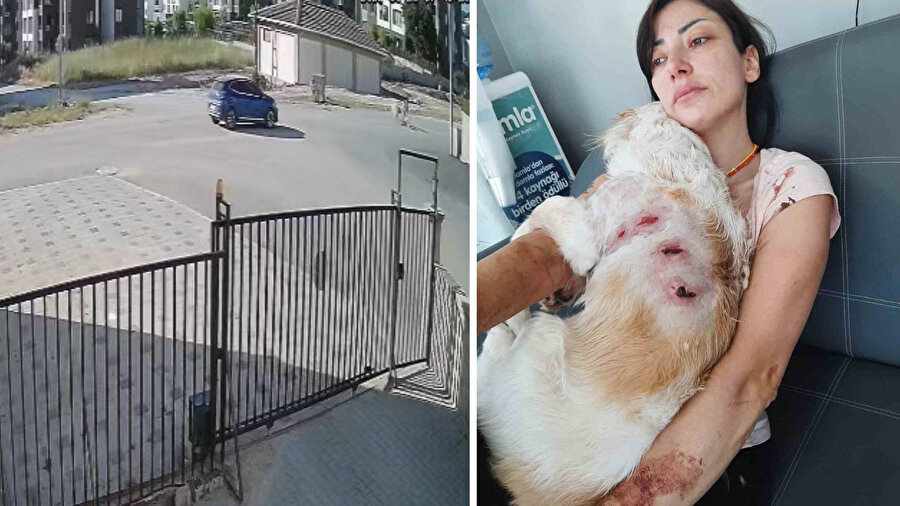 Kadın ve evcil köpeği kangal saldırısına uğradı