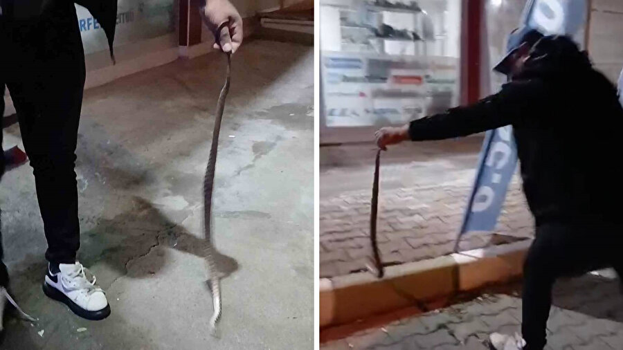 Sivas'ta yılanı eliyle yakalayan korkusuz vatandaş