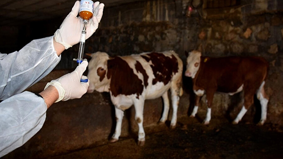 Şap hastalığı nedir? Şap hastalığı belirtileri nelerdir, nasıl bulaşır?