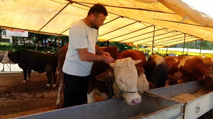 ​Tarım ve Orman Bakanlığı'ndan yeni şap hastalığı açıklaması: Geçici süreyle durduruldu