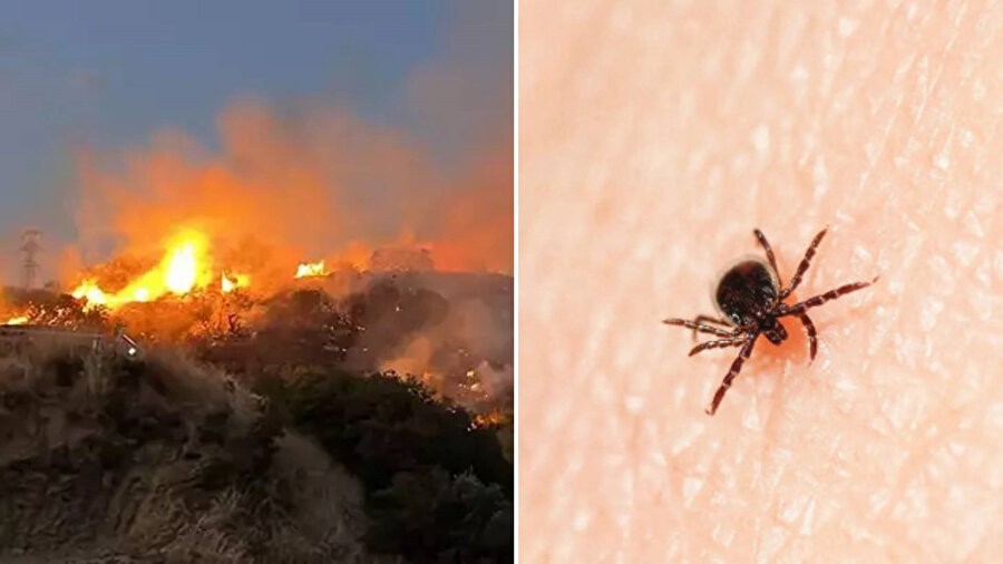 Bir tuhaf yangın: 120 dönüm alan ​kene yüzünden yanmış
