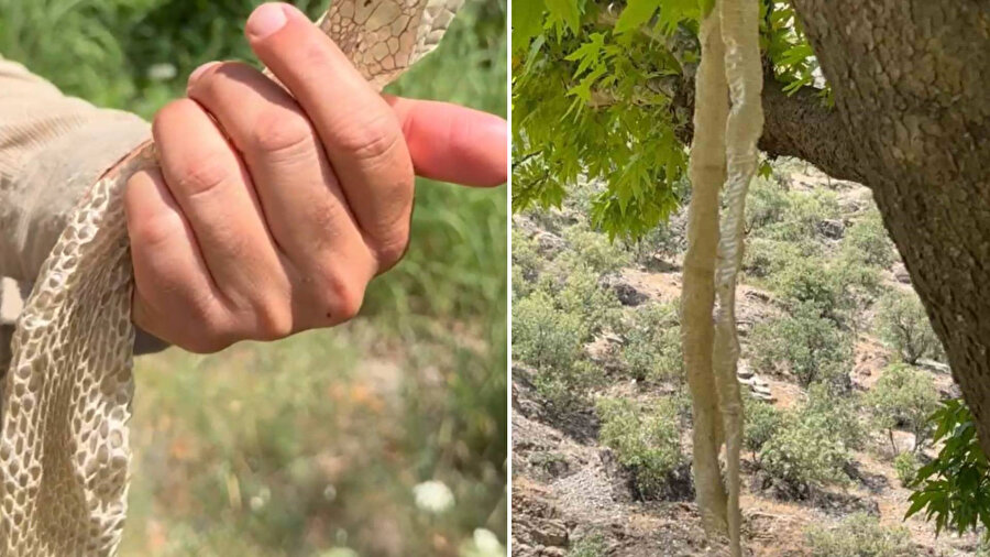 Hakkari’de gizemli iz: Dünyanın en zehirli hayvanının derisini buldu