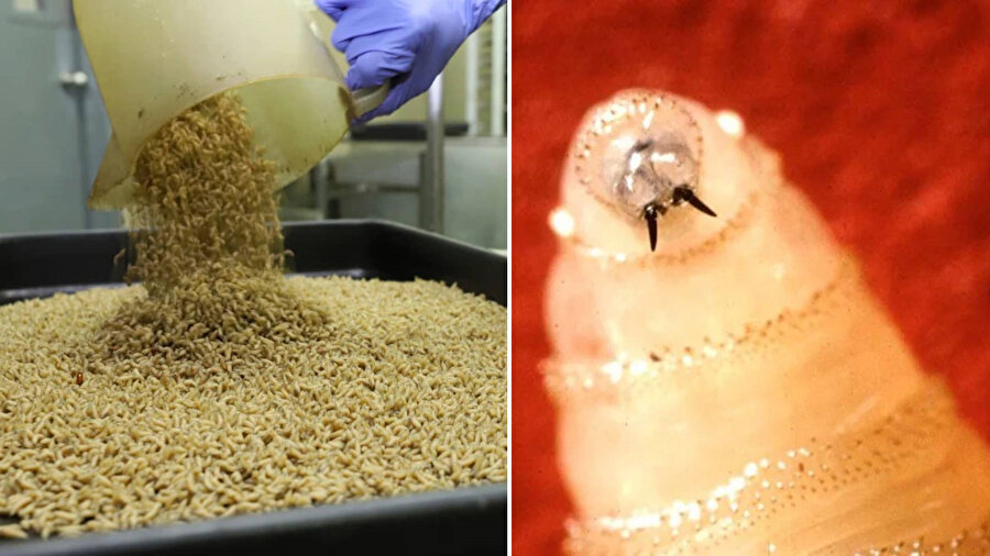 ​Et yiyen kurtçuklarla mücadele için milyarlarca sinek doğaya bırakılacak