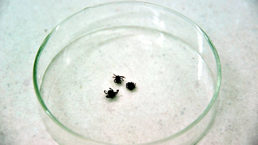 Kene vakalarında artış