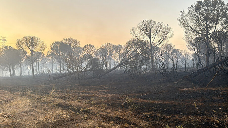 Silivri’deki orman yangını kontrol altına alındı