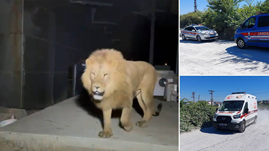 Manavgat’ta kaçan aslan etkisiz hale getirildi.