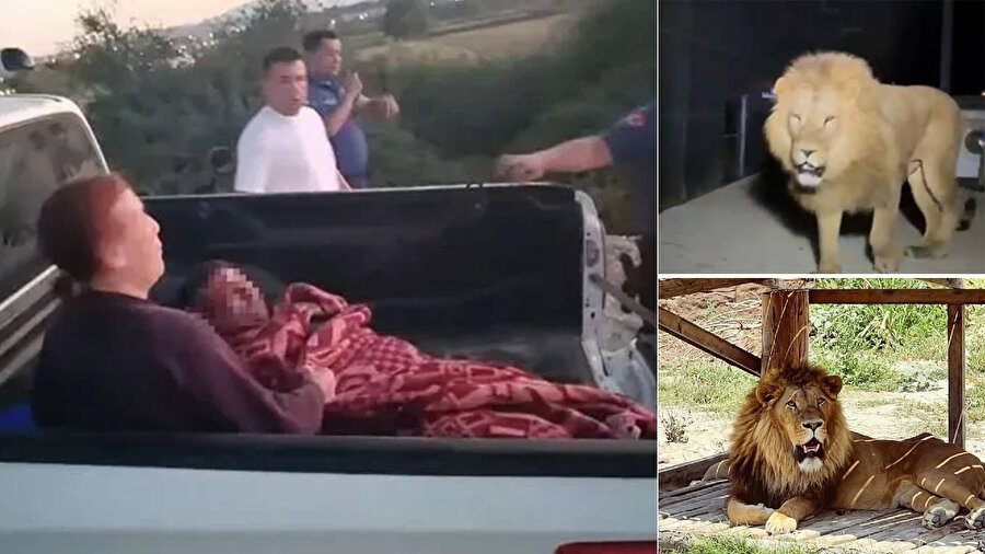 Firari aslanın yaraladığı çiftçi korku dolu o anları anlattı.