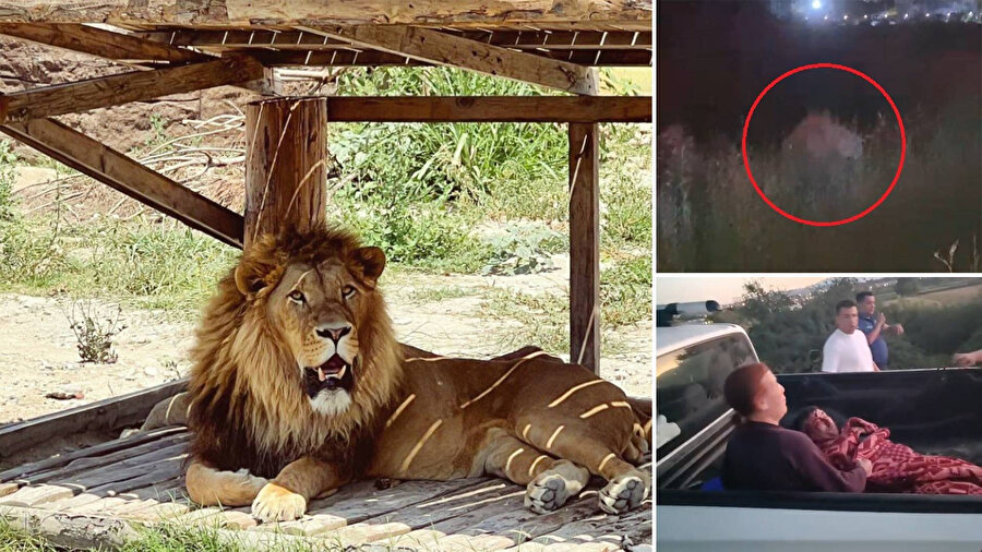 Hayvan parkından kaçan aslan aranıyor.