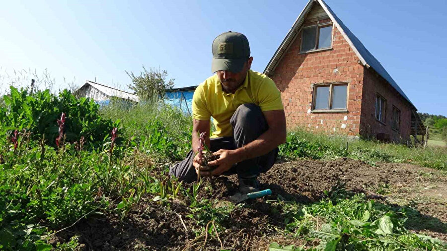 Kilosu 3 bin liradan alıcı buluyor: Doğada toplanması yasak