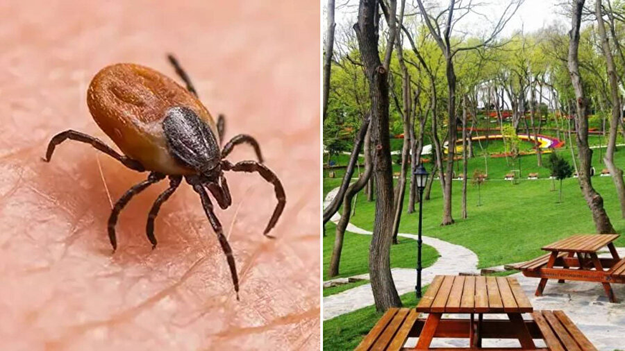 Sıra İstanbul ve İzmir'de mi? Kene sayısındaki artış korkutuyor