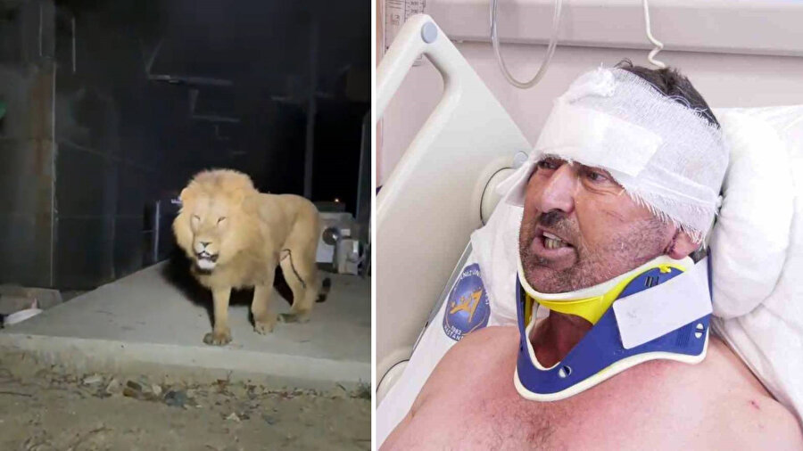 Çiftçiyle boğuşan firari aslan gündem olmuştu: Kaçmaması gerekiyordu tedbirler artmalı