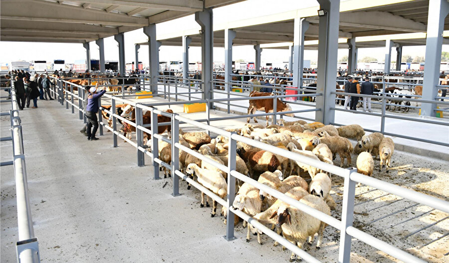 Kapatılan hayvan pazarları ne zaman açılacak? Bakanlıktan yeni açıklama