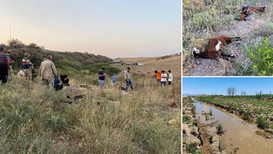 Hatay’da zehirli dere kabusu: Onlarca hayvan telef oldu