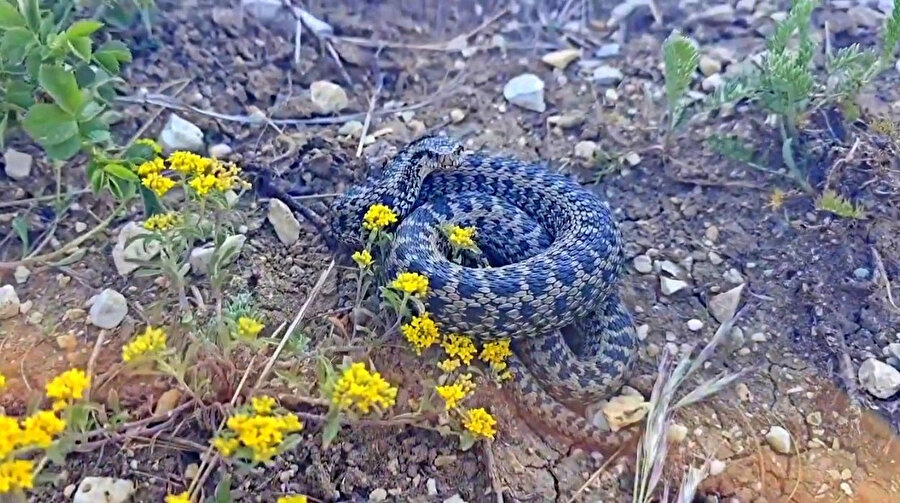 Erzincan’da engerek yılanı görüntülendi.