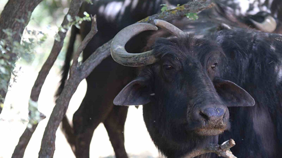 Sıradan bir manda değil: Kalp şeklindeki boynuzlarıyla dikkat çekiyor