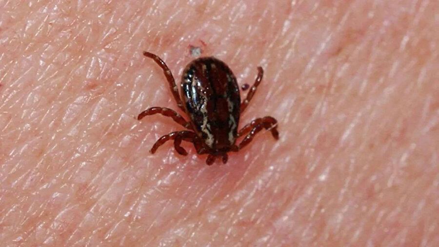 ​Yine kene vakası: 61 yaşındaki adam hayatını kaybetti