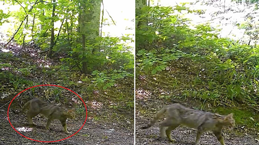 Nesli tehlike altındaki yaban kedisi fotokapanla görüntülendi