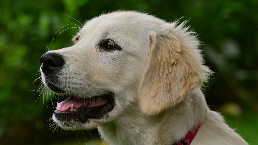 Eğitilmiş köpekler Parkinson hastalığını yüzde 98 doğrulukla tespit etti.