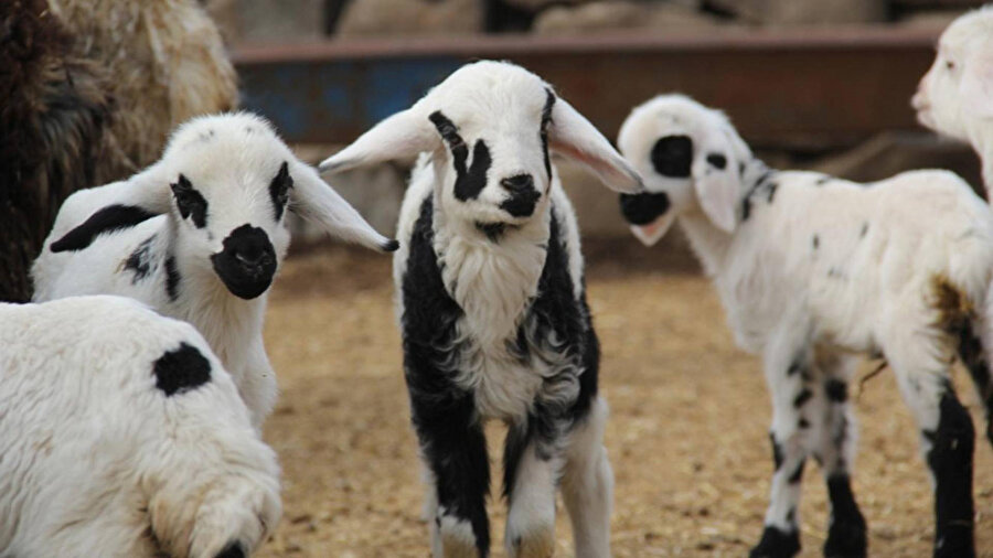 TİGEM 2 bin kuzu satacak.