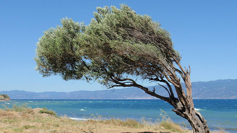 Fön rüzgarları geliyor: Yurt genelinde etkili olacak