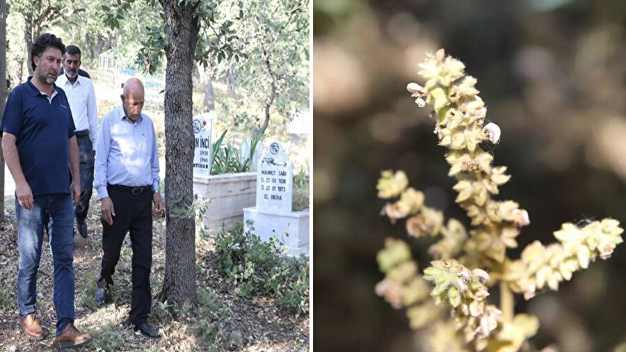 Koparana 557 bin 212 lira ceza! Endemik bitkiyi korumak için nöbet tutup yabancı sokmuyorlar