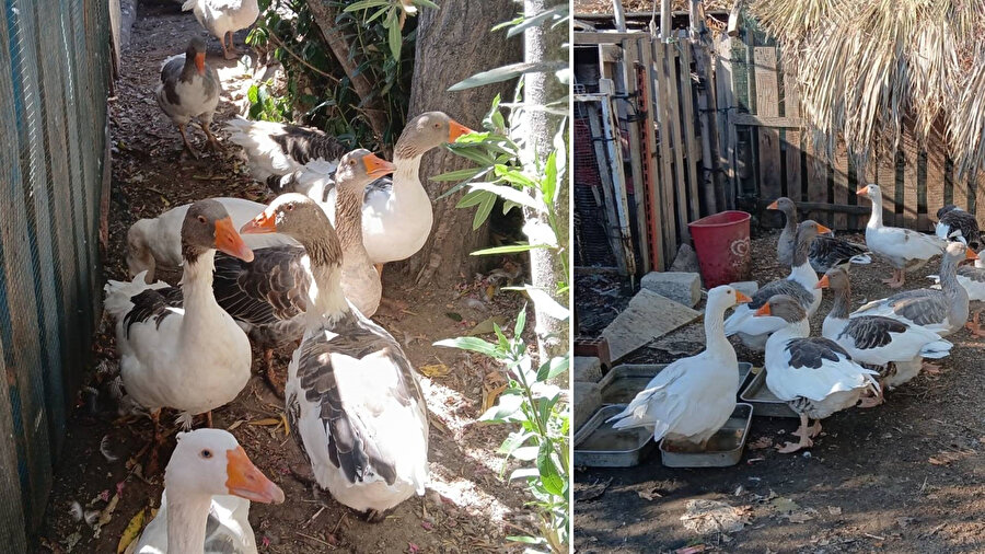 Kümese kapatılan kazlara şartlı tahliye: Kümesten çıkacaklar, denize giremeyecekler