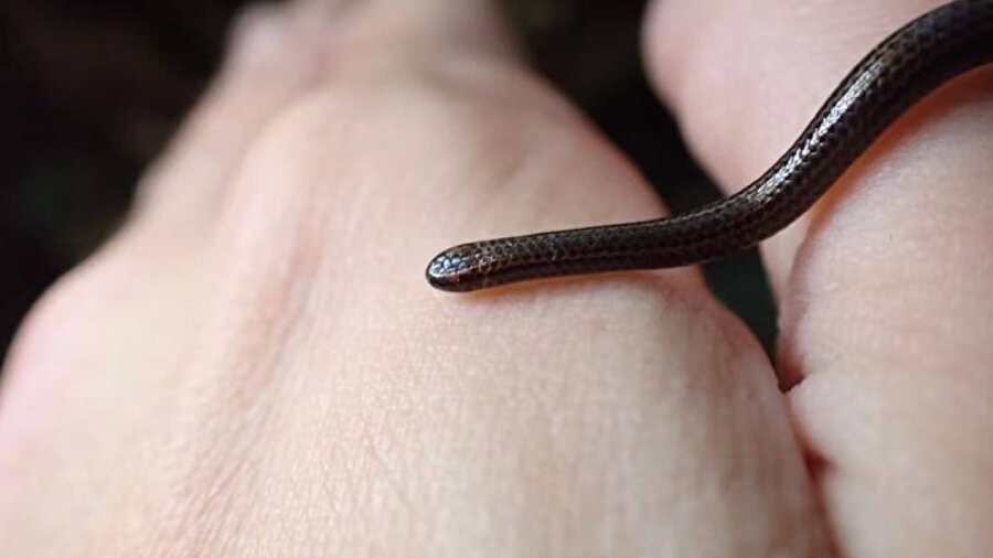 Barbados ip yılanı