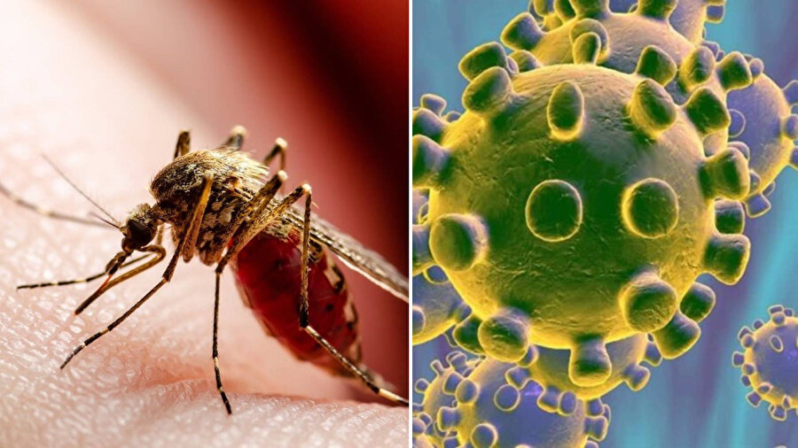 ​Dünya Sağlık Örgütü’nden 'salgın' uyarısı: Chikungunya virüsü yayılıyor