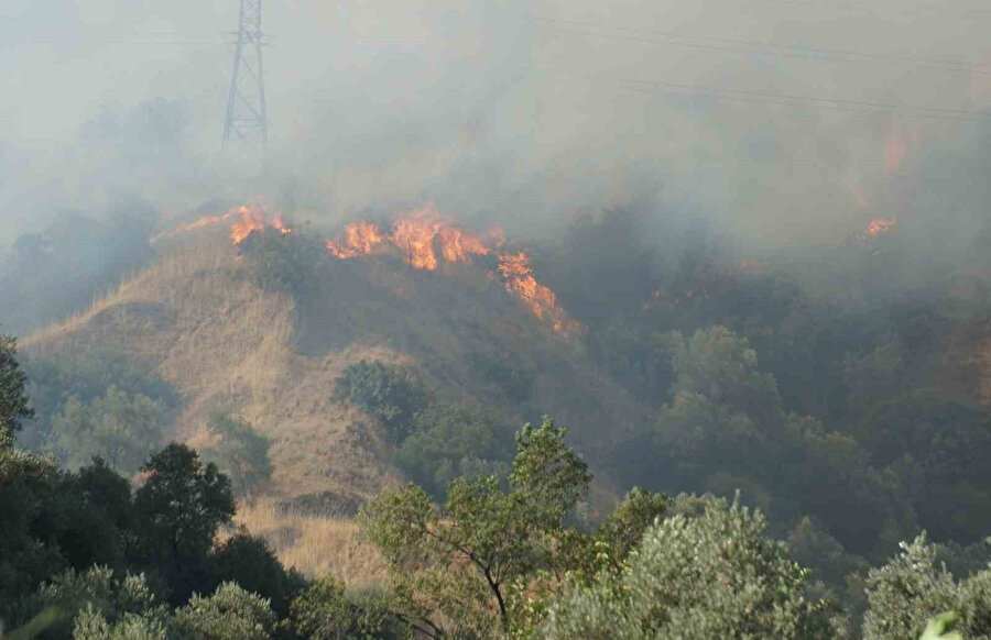 Aydın Valisi Canbolat: Yangın kontrol altına alındı