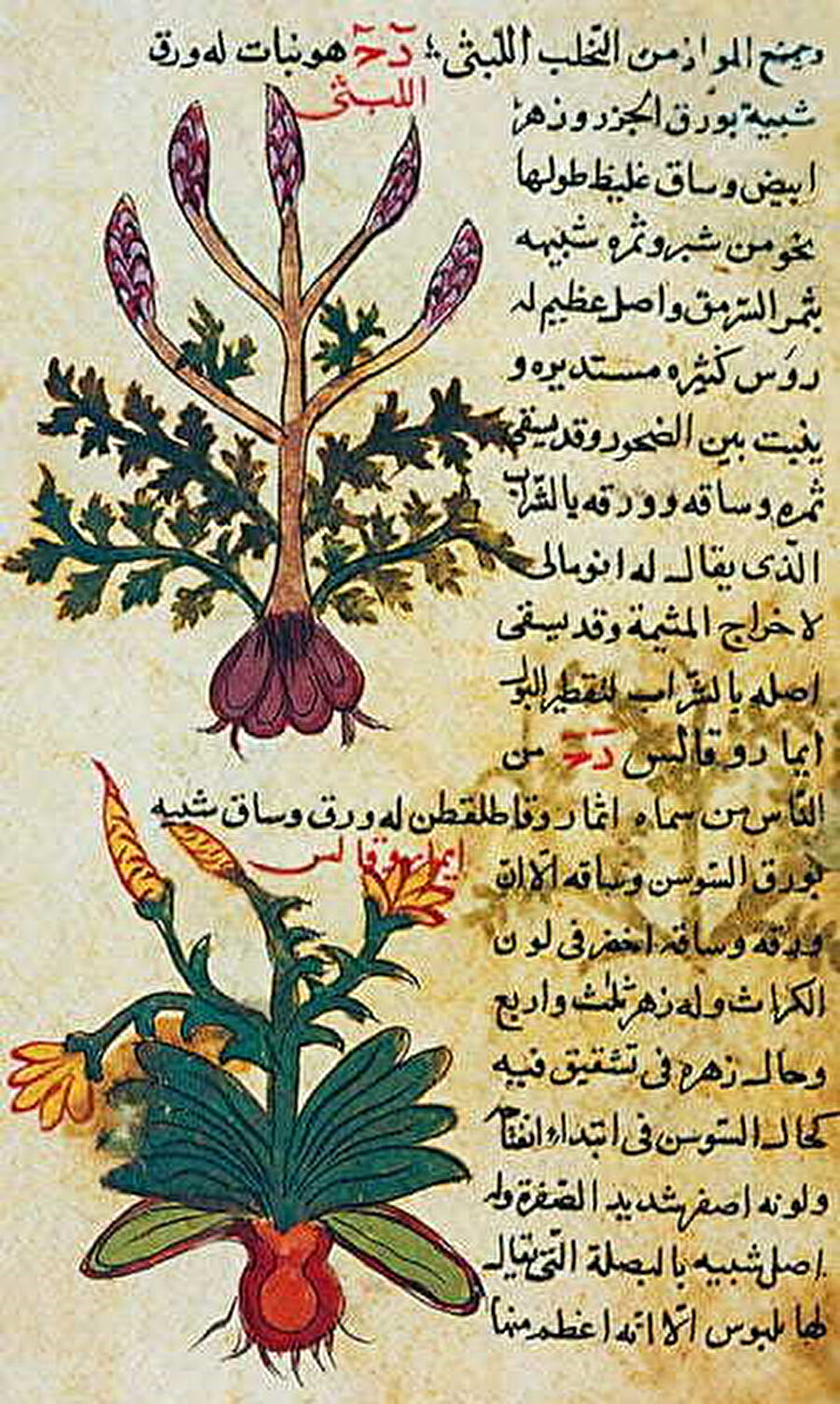 13. yüzyılda Irak'ta basılan ve şifalı bitkilere dair bir rehber olan Kitabü'd-Diryak'tan (Panzehir Kitabı) alınan bu sayfa, erken dönem İslâm eczacılığında botaniğin rolünü vurguluyor.