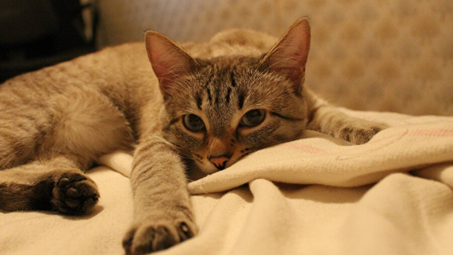 ​Kedi tüyü yuttuğu için öldüğü iddia edilmişti: Gerçek ölüm nedeni ortaya çıktı