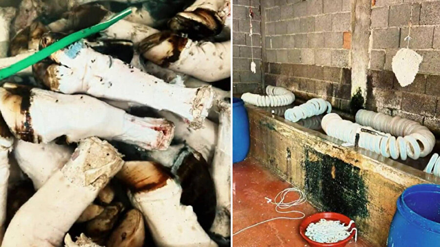 Adana'da 5 tondan fazla paça ve bağırsak ele geçirildi.