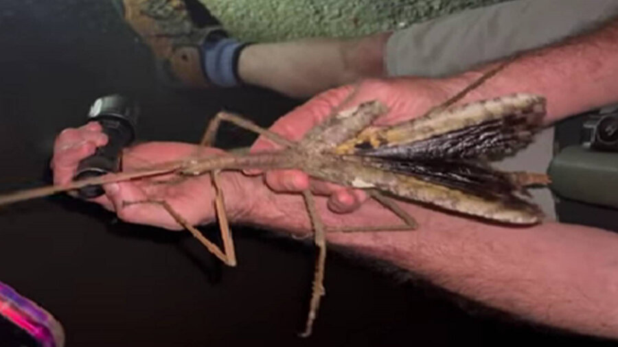 Avustralya'da 40 santimetrelik dev böcek keşfedildi.