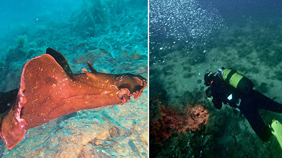 Saros Körfezi’nde 'İspanyol dansçısı' balığı görüntülendi