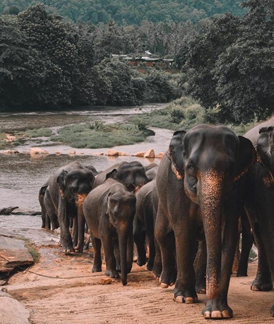 Dambulla - Fil Yetimhanesi.