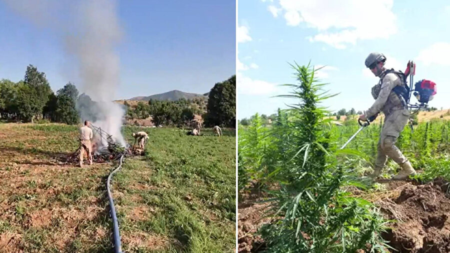 4 milyon adet kök kenevir ele geçirildi.